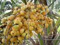 Butia yatay